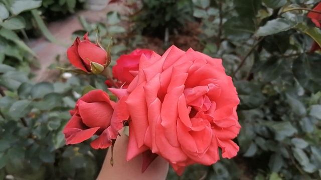 Роза чайно-гибридная Лавли Ред смотреть онлайн