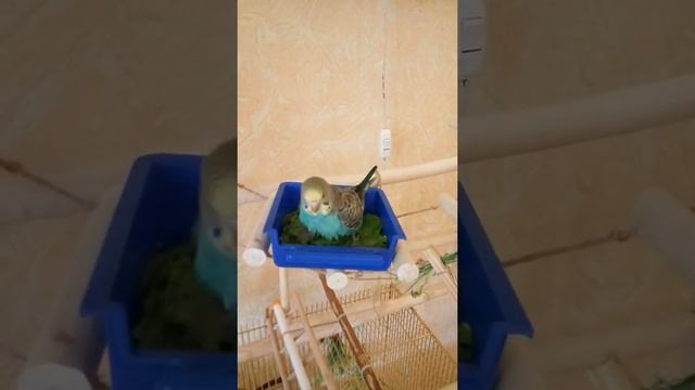 Птенец волнистого попугая купается смотреть онлайн