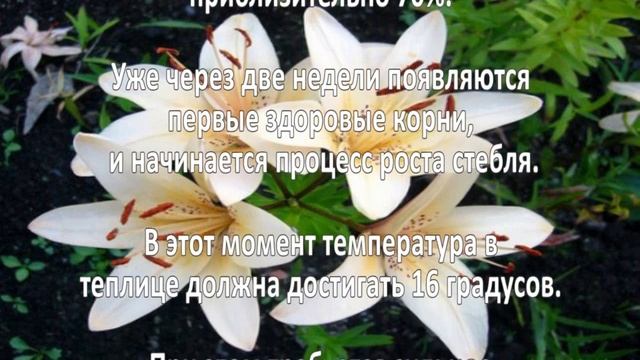 Выращивание лилий. Бизнес идея смотреть онлайн