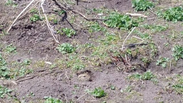Красивые виды Кавказских гор смотреть онлайн