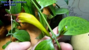 Колумнеи и эсхинантусы : уход , размножение , в чём их отличие друг от друга