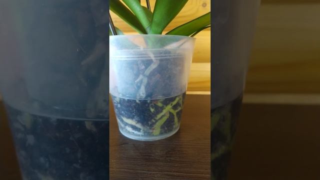 Особливості поливу орхідеї після купівлі/ як полити орхідею, яка росте в купованому грунті