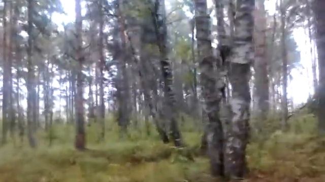 Лес. Костромская область смотреть онлайн