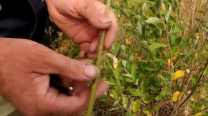 Заготовка ивового прута для корзин. Сорта ивы. Первый выезд за лозой в сезоне 2020