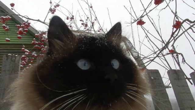 Таец и Пух ,кошки, зима, метель, Cats winter a blizzard смотреть онлайн