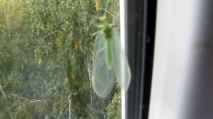 насекомое с прозрачными крыльями и бронзовыми глазами