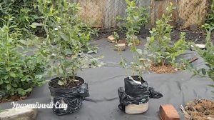 Лучшая Подкормка Для Голубики! Результаты Поражают!