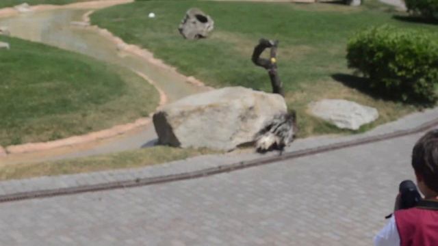 Биопарк в Валенсии смотреть онлайн