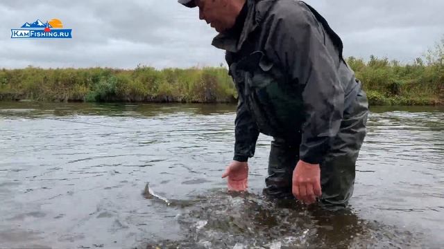FlyFishing, Микижа или Камчатская сёмга - любуйся и отпускай. Рыбалка на Севере Камчатки.