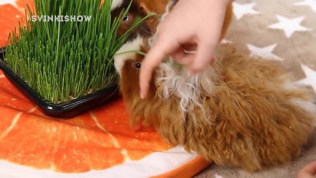 ПИТОМЦЫ ЛЫСЕЮТ?! Залысина За Ушами У Морской Свинки / SvinkiShow смотреть онлайн