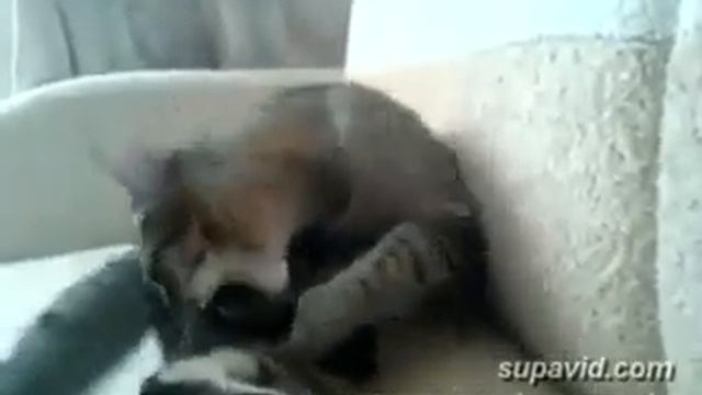 На седьмой секунде прикол, звук погромче)))))) смотреть онлайн