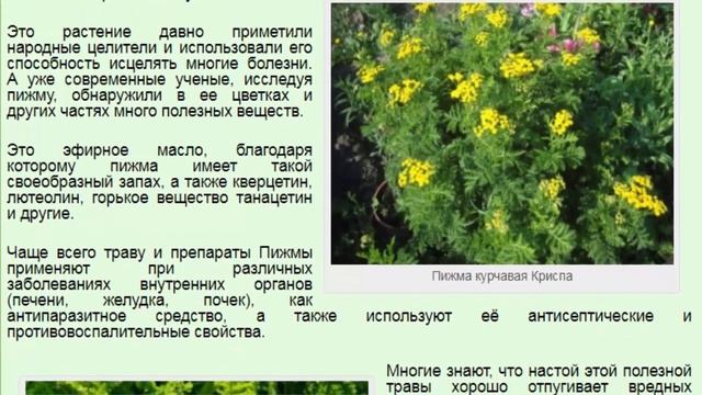 Пижма курчавая Криспа. Tanacetum vulgare Crispa. смотреть онлайн
