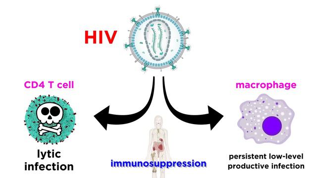 Human Immunodeficiency Virus (HIV) смотреть онлайн