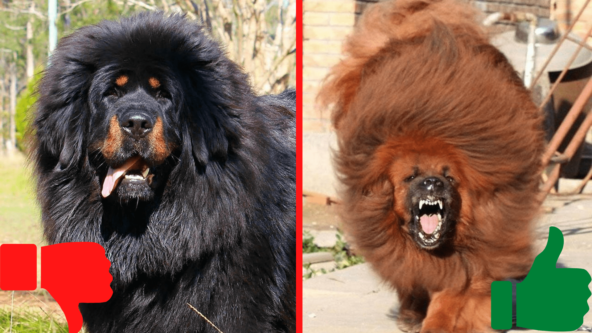 Тибетский мастиф смотреть онлайн