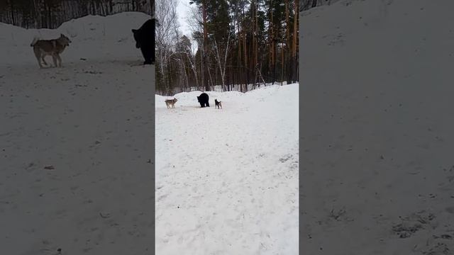 Притравка часть2 Молодой кобель 9 месяцев и Бакса 9939/18 2 смотреть онлайн