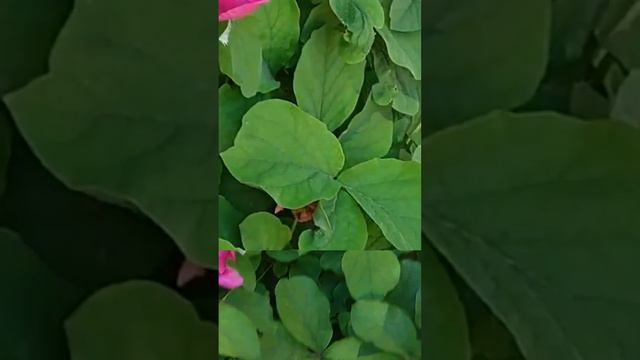 ПИОН КРЫМСКИЙ смотреть онлайн