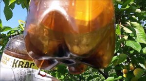 Как мы спасали урожай черешни  от птиц.