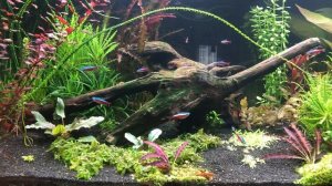 Аквариум - это просто. Как запустить травник. От А до Я. Первая часть