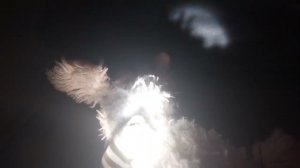 НАША НОВОГОДНЯЯ ОБСТАНОВКА!