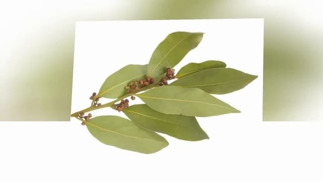 ★ Вот зачем надо поджигать лавровый лист в вашем доме Вы будете приятно удивлены смотреть онлайн