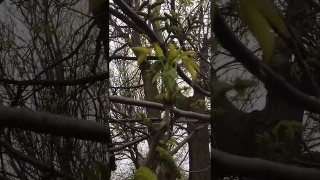 Так цветёт грецкий орех. Если вы не знали, конечно смотреть онлайн