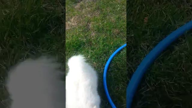 Немецкий малый шпиц мэри смотреть онлайн