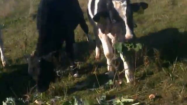 Брусэльска капуста...бычкам и по мозгам, блин! смотреть онлайн