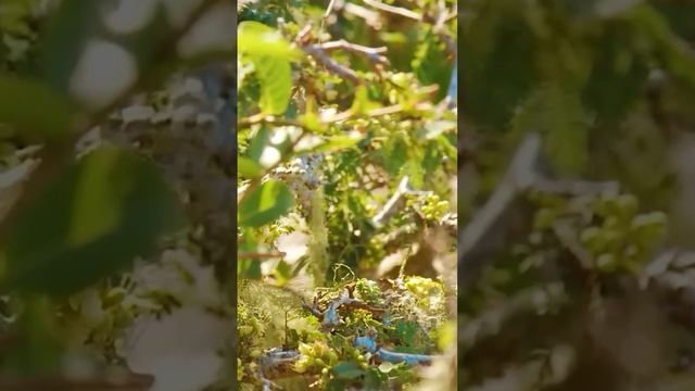 The heart and blood vessels can be cured by music soothing music, unwinding 🌿 #short смотреть онлайн