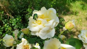 Зеленый жук на розе