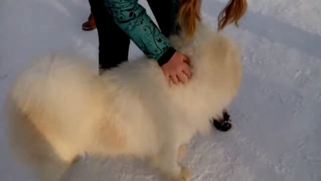 собачатины