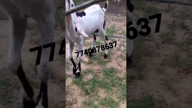 #pure hydrabadi male white eyes full #gulabi(#short) смотреть онлайн