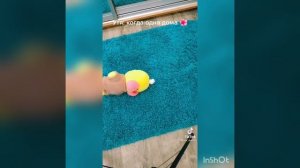 ?ути лалафанфан из тт? Best Friends