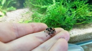 паук скакун Phidipus Regius