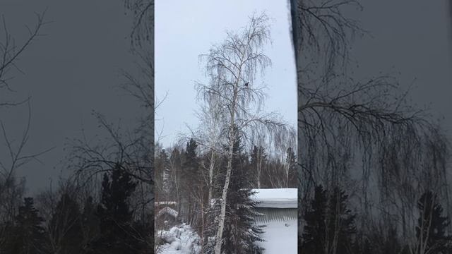 Куропатки на даче смотреть онлайн