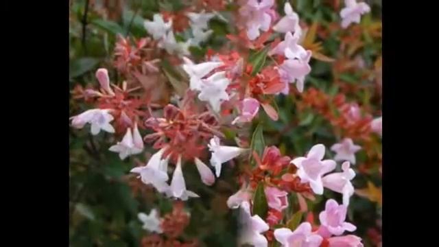 Любимые цветы и растения -абелия корейская смотреть онлайн