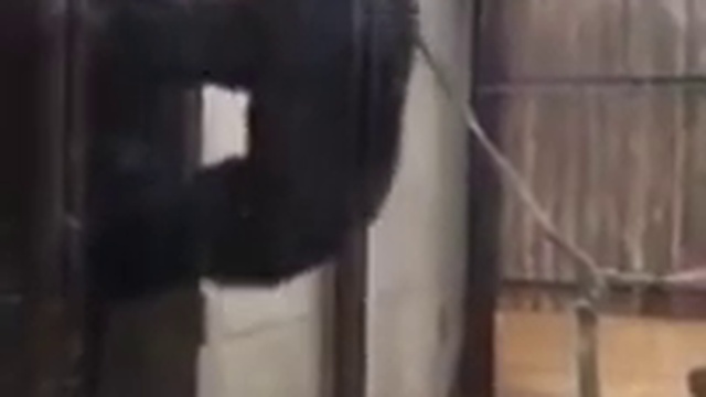 Обезьяна неистово стучит в дверь смотреть онлайн