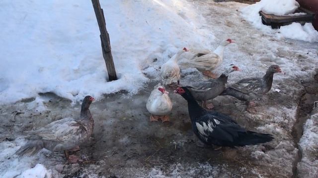 О яйцекладке / Брачный период Мускусных уток в разгаре / Как селезень топчет уточек / Мускусные утк смотреть онлайн