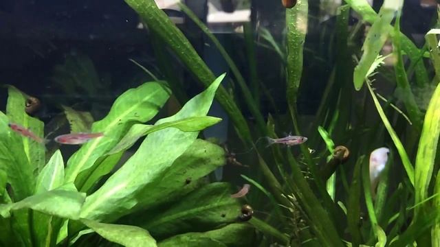 Chili Rasboras (Rasbora Brigittae) - Fact Sheet смотреть онлайн