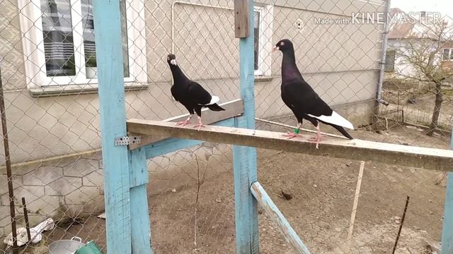 Голуби білобородні | Pigeons Ester ] смотреть онлайн