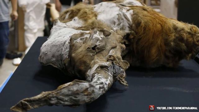 Encuentran Mamut Congelado Intacto en Siberia смотреть онлайн