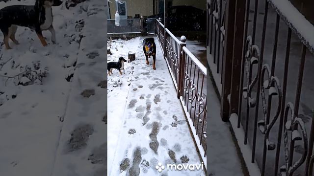 Ротвейлер Грета и Белочка 🐾У нас сегодня снег смотреть онлайн