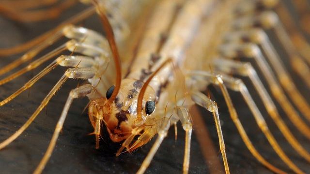 ЭТО НАСЕКОМОЕ УНИЧТОЖАЕТ ТАРАКАНОВ в доме смотреть онлайн