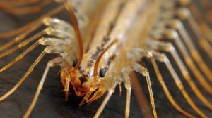 ЭТО НАСЕКОМОЕ УНИЧТОЖАЕТ ТАРАКАНОВ в доме