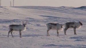 Новая Земля