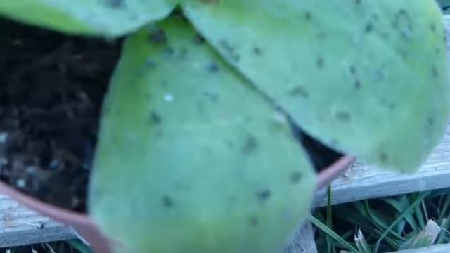 Растения , которые едят животных!!! смотреть онлайн
