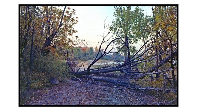 KODAK EKTAR 100 смотреть онлайн