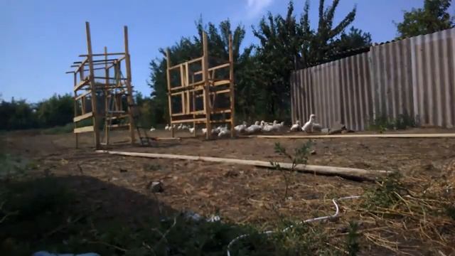 Строим своими руками , КРОЛЬЧАТНИК! #1 смотреть онлайн