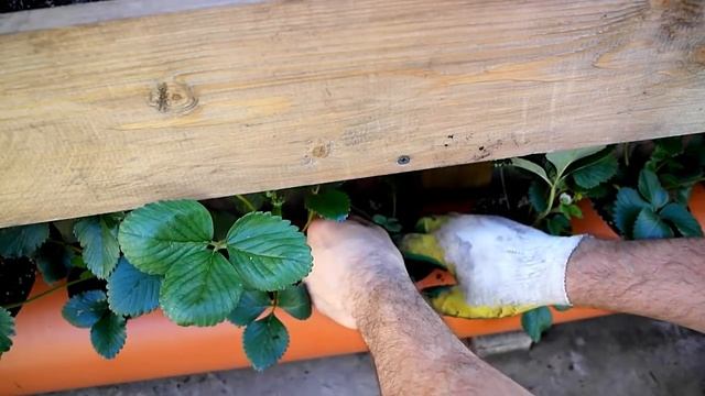 ПРАВИЛЬНАЯ ПОСАДКА КЛУБНИКИ В ГРЯДКУ ИЗ ТРУБЫ(два способа). смотреть онлайн