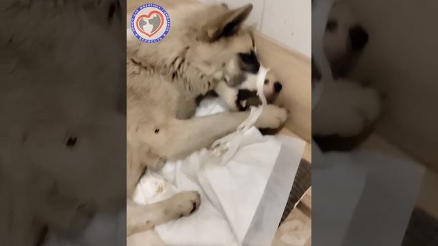 Лакки и кот Степашка живут в одном боксе, и не ругаются. Обоих ели опарыши заживо. Как дела сегодня смотреть онлайн