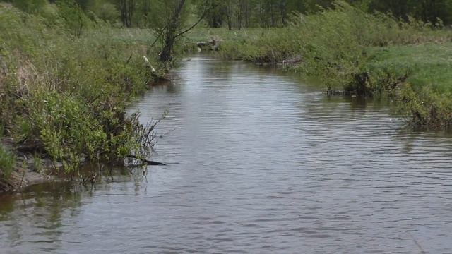 Наблюдение за птицами. Стрижи смотреть онлайн